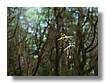 TERABITHIA_005.jpg