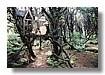 TERABITHIA_034.jpg