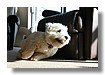 mascotas_04.jpg