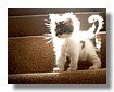 mascotas_01.jpg