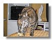 mascotas_08.jpg