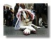 mascotas_13.jpg
