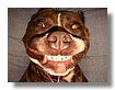 mascotas_16.jpg