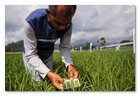 :: Pulse para Ampliar :: Técnico del IRRI contrastando con la tabla de colores los niveles de nitrógeno de las plantaciones de arroz sean correctos.