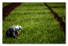 :: Pulse para Ampliar :: Investigadores del IRRI inoculando en las plantas de arroz el gen Xa21, que dota a las plantas de una extraordinaria resistencia.