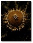 :: Pulse para Ampliar :: Eguzkilore: Esta flor simbolizaba el poder del sol y a ella le atribuían todas sus propiedades benefactoras. Se ponía en la puerta de entrada de los caseríos para proteger el hogar de los espíritus que habitaban en la noche, de las tormentas y de otros posibles peligros. Esta vieja costumbre seguía viva en tiempo de nuestros abuelos, que contaban episodios sobre el poder del Eguzkilore, transmitidos por sus antepasados.