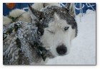 :: Pulse para Ampliar :: SE PRESENTA EN MADRID LA PIRENA CON MáS NIEVE Y MAYOR NIVEL DEPORTIVO DE LOS úLTIMOS DIEZ AñOS