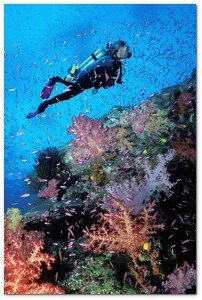 :: Pulse para Ampliar :: Buceo en la reserva natural de Islas Medas y el Cap de Creus. Girona (España)