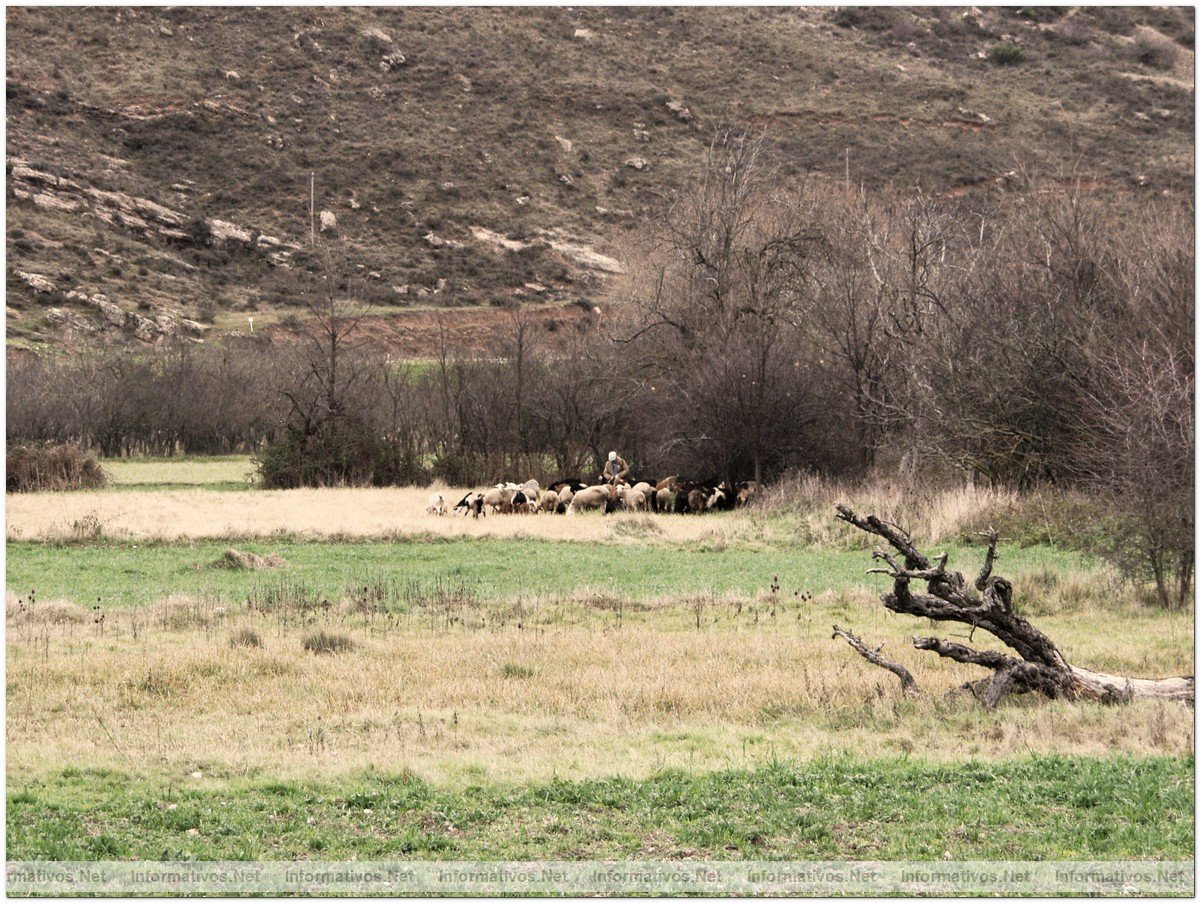 Pastoreo en la comarca del Manubles (ZGZ)