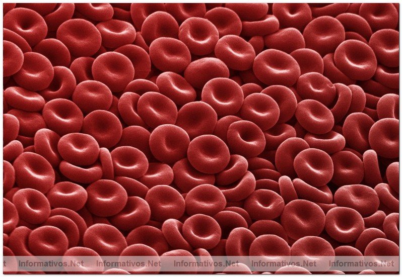 Clulas de Glbulos Rojos, vistas a travs de un microscopio electrnico, donde se puede apreciar su forma bicncava