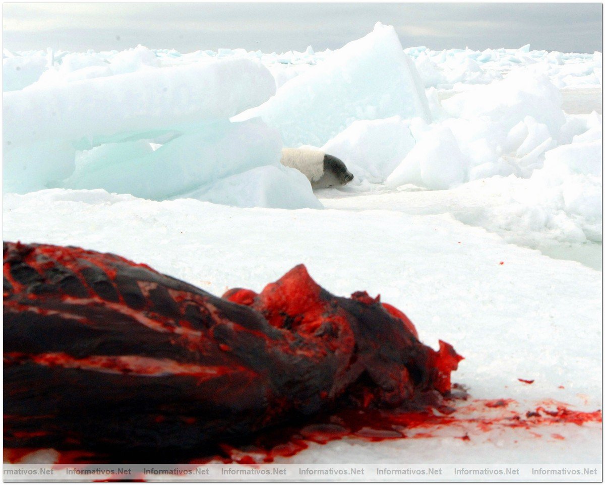 O3-24-09 Gulf of St. Lawrence, Canada. Dead skinned seal caucus left on ice