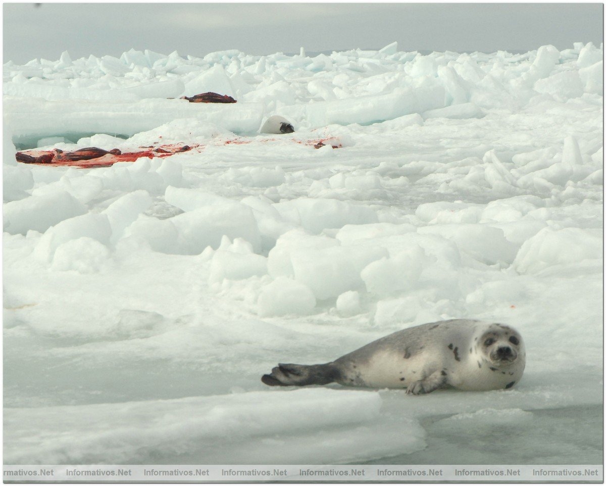 O3-24-09 Gulf of St. Lawrence, Canada. Live seal survived with dead baby seals