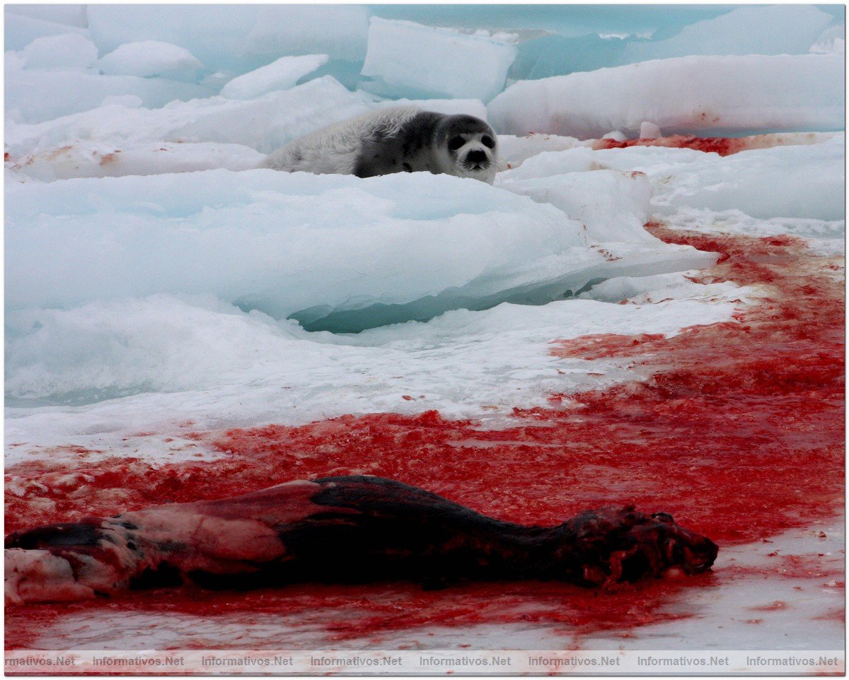 O3-24-09 Gulf of St. Lawrence, Canada. Live seal survived with dead baby seals