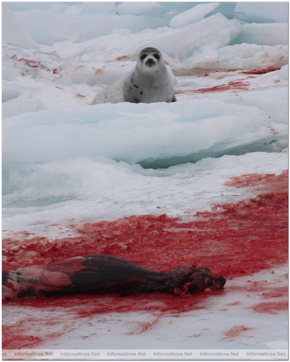 O3-24-09 Gulf of St. Lawrence, Canada. Live seal survived with dead baby seals