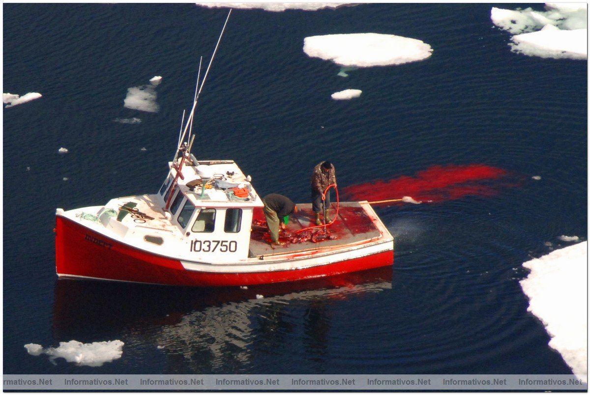 March 29, 2008: Sydney, Nova Scotia: A sealing vessel