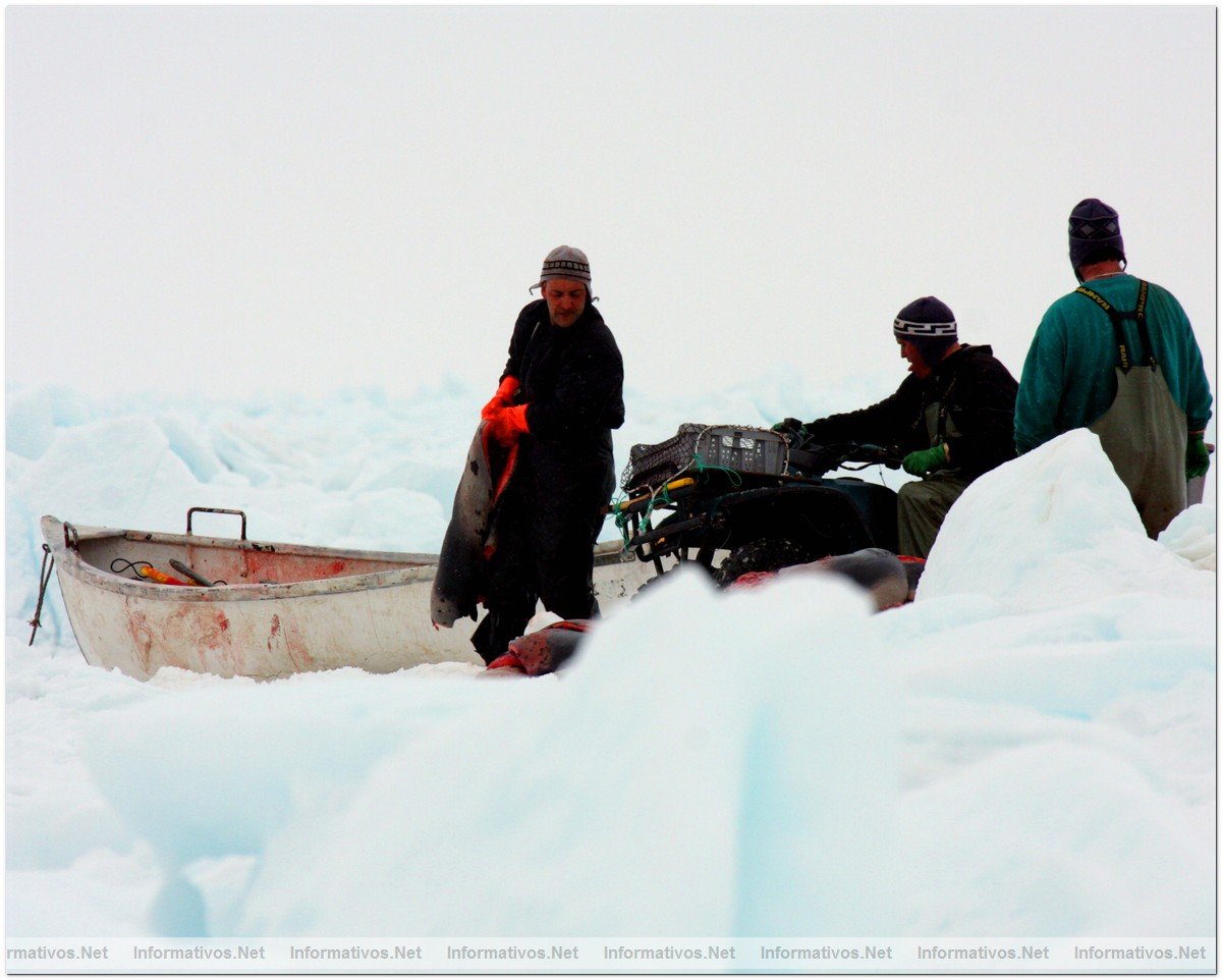 O3-24-09 Gulf of St. Lawrence, Canada. Sealers hauling baby seals, first day of hunt