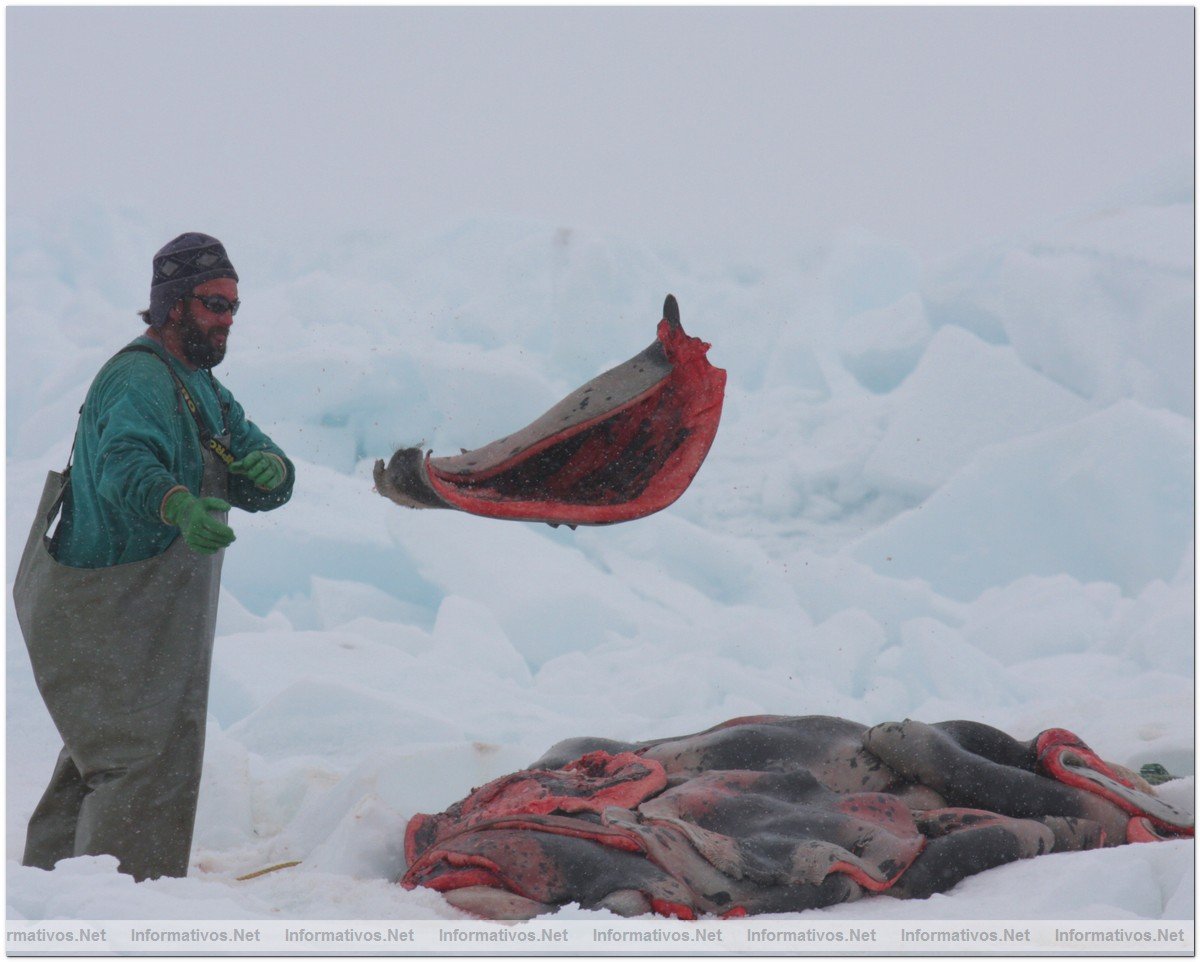 O3-24-09 Gulf of St. Lawrence, Canada. Sealers skining baby seals first day of hunt