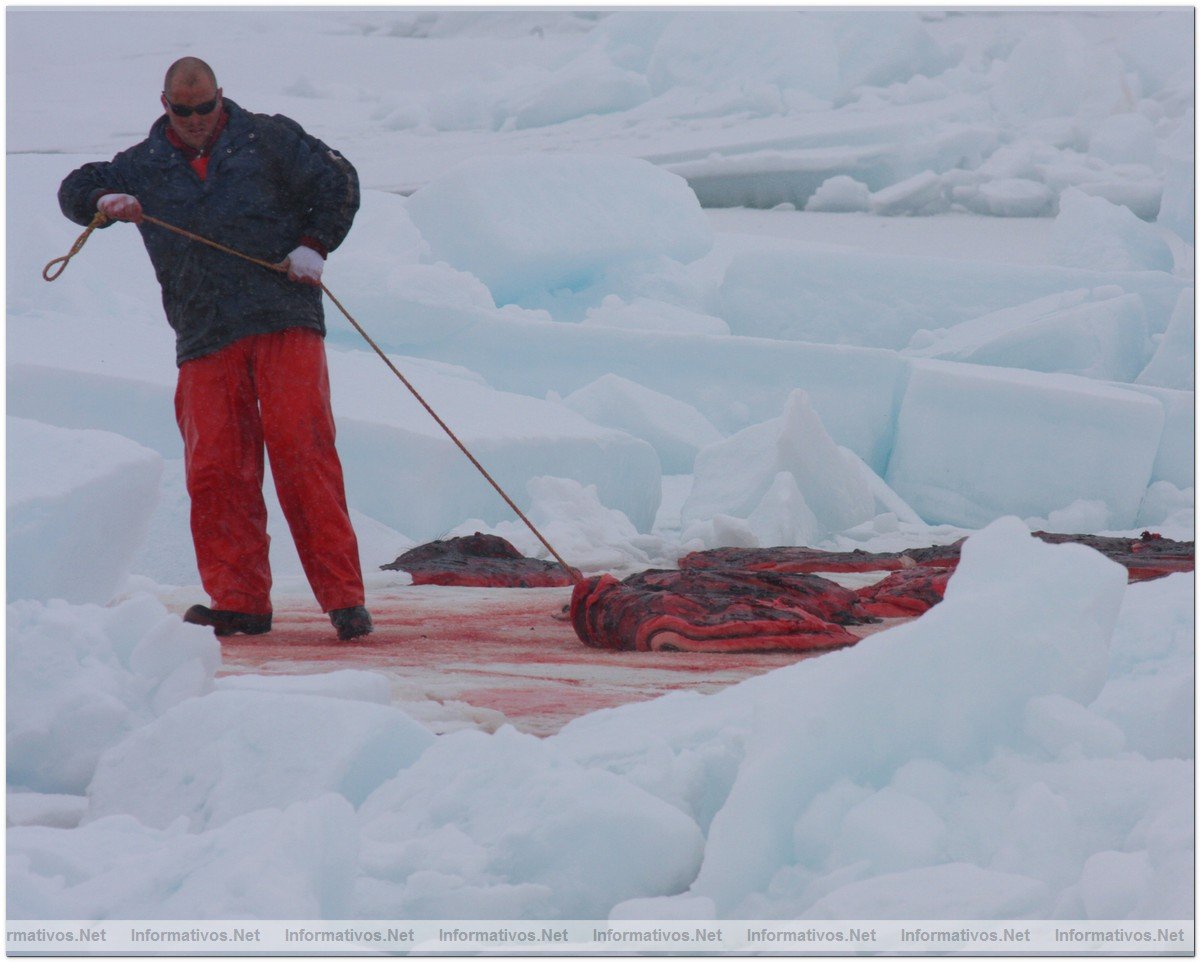 O3-24-09 Gulf of St. Lawrence, Canada. Sealers hauling baby seals, first day of hunt