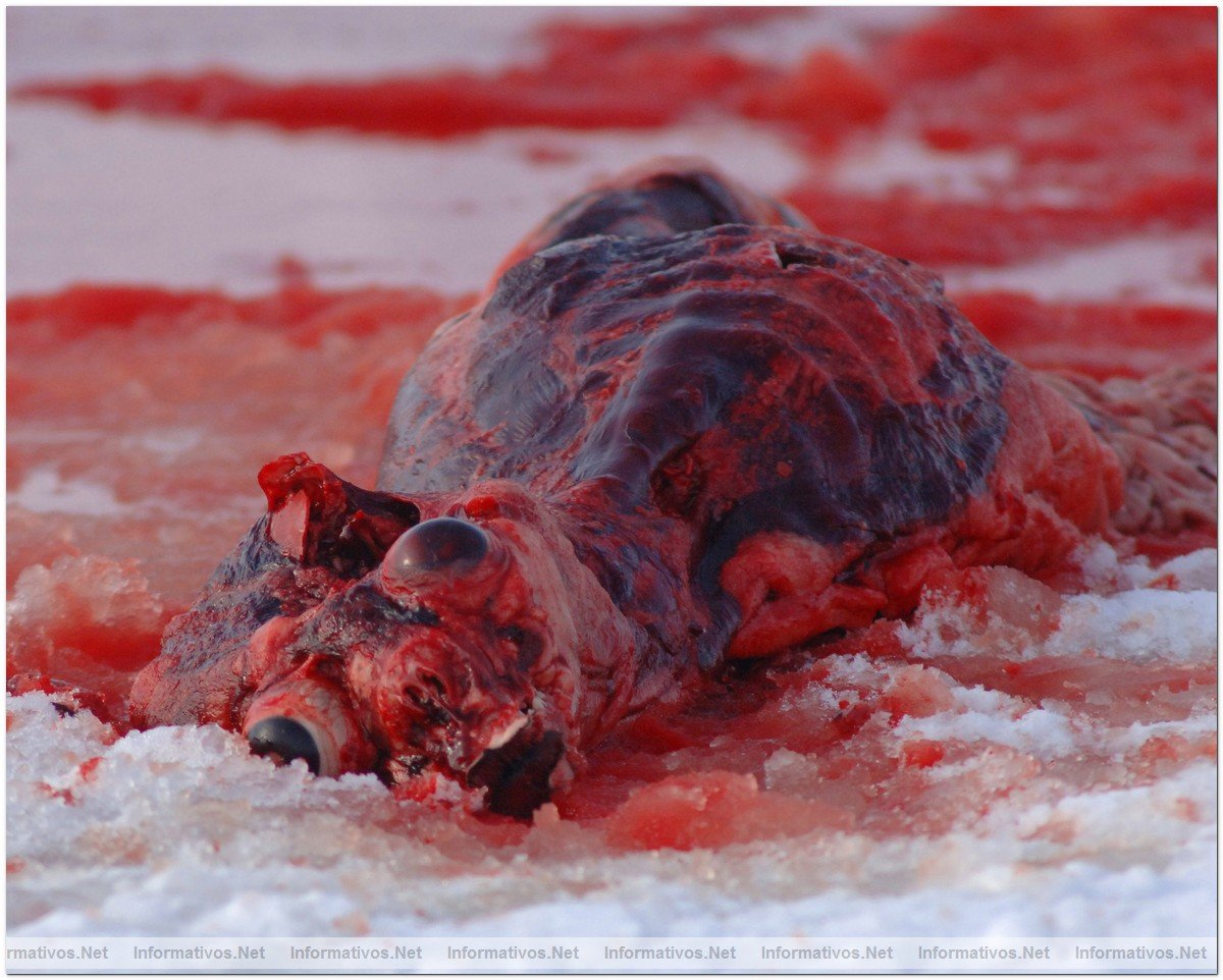 O3-24-09 Gulf of St. Lawrence, Canada. Dead skinned seal caucus left on ice