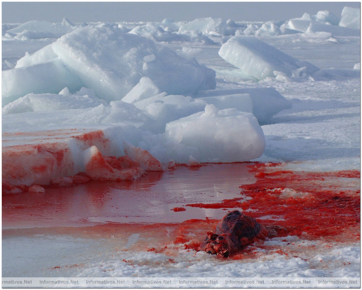 O3-24-09 Gulf of St. Lawrence, Canada. Dead skinned seal caucus left on ice