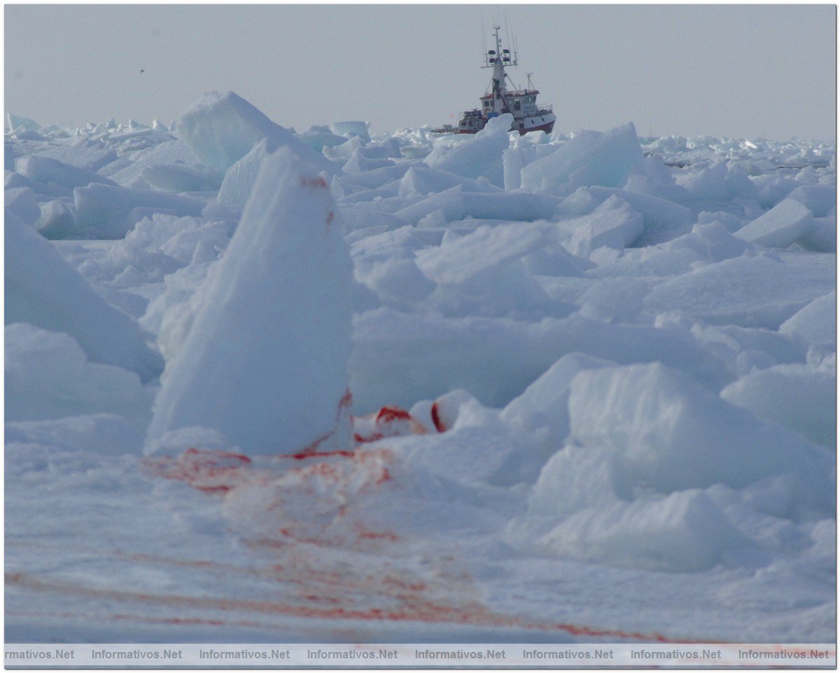 O3-24-09 Gulf of St. Lawrence, Canada. Death on ice.