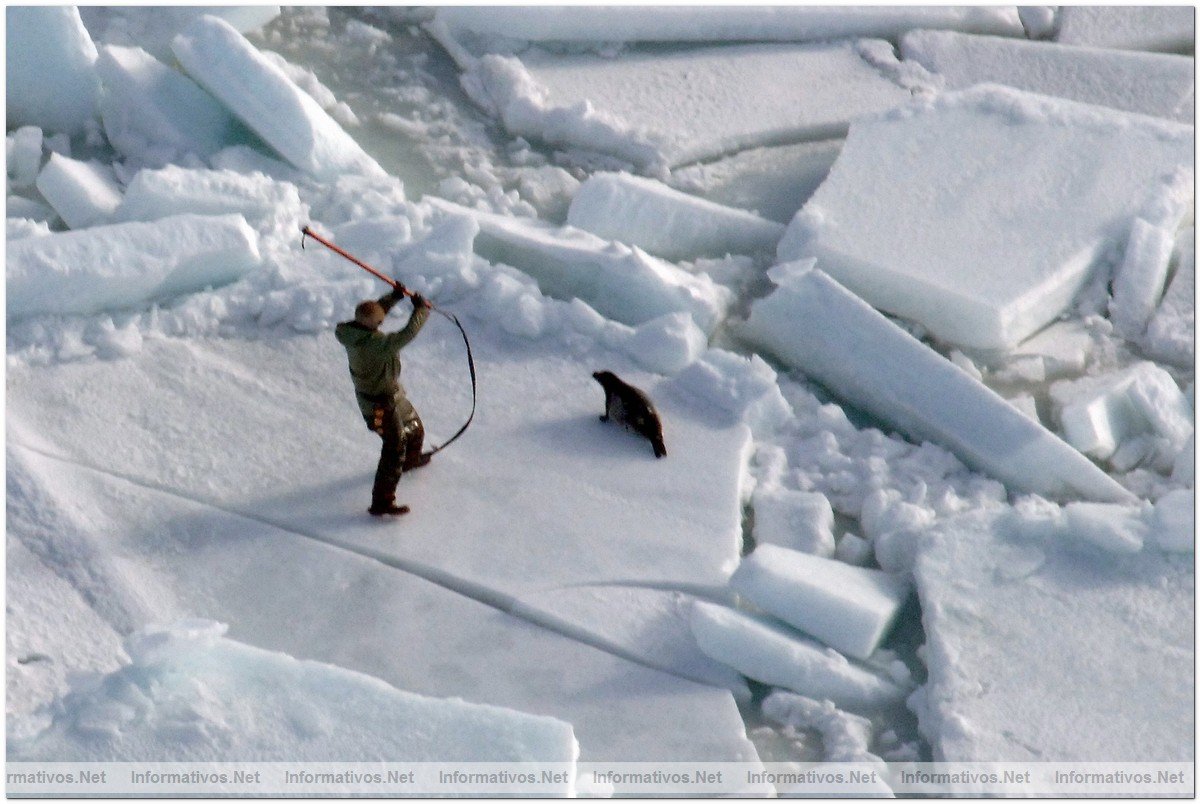 O3-24-09 Gulf of St. Lawrence, Canada. Sealers hauling baby seals, first day of hunt