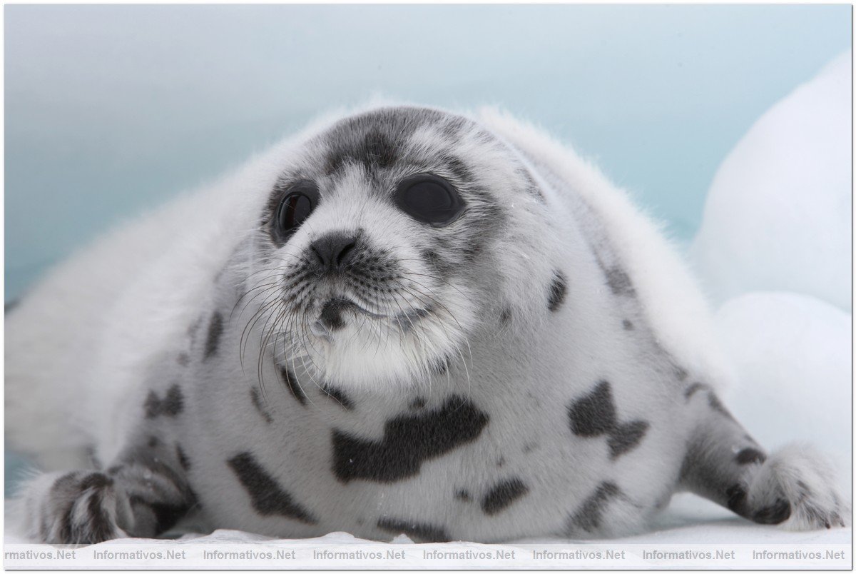 Fotografas de Focas beb, con slo dos semanas. Esa semana comenzaba su caza por pescadores canadienses.