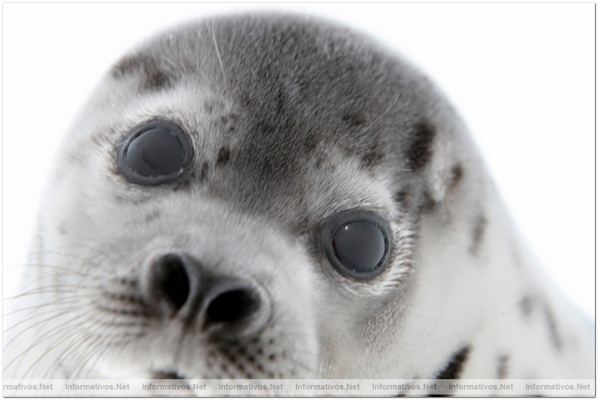 Fotografas de Focas beb, con slo dos semanas. Esa semana comenzaba su caza por pescadores canadienses.