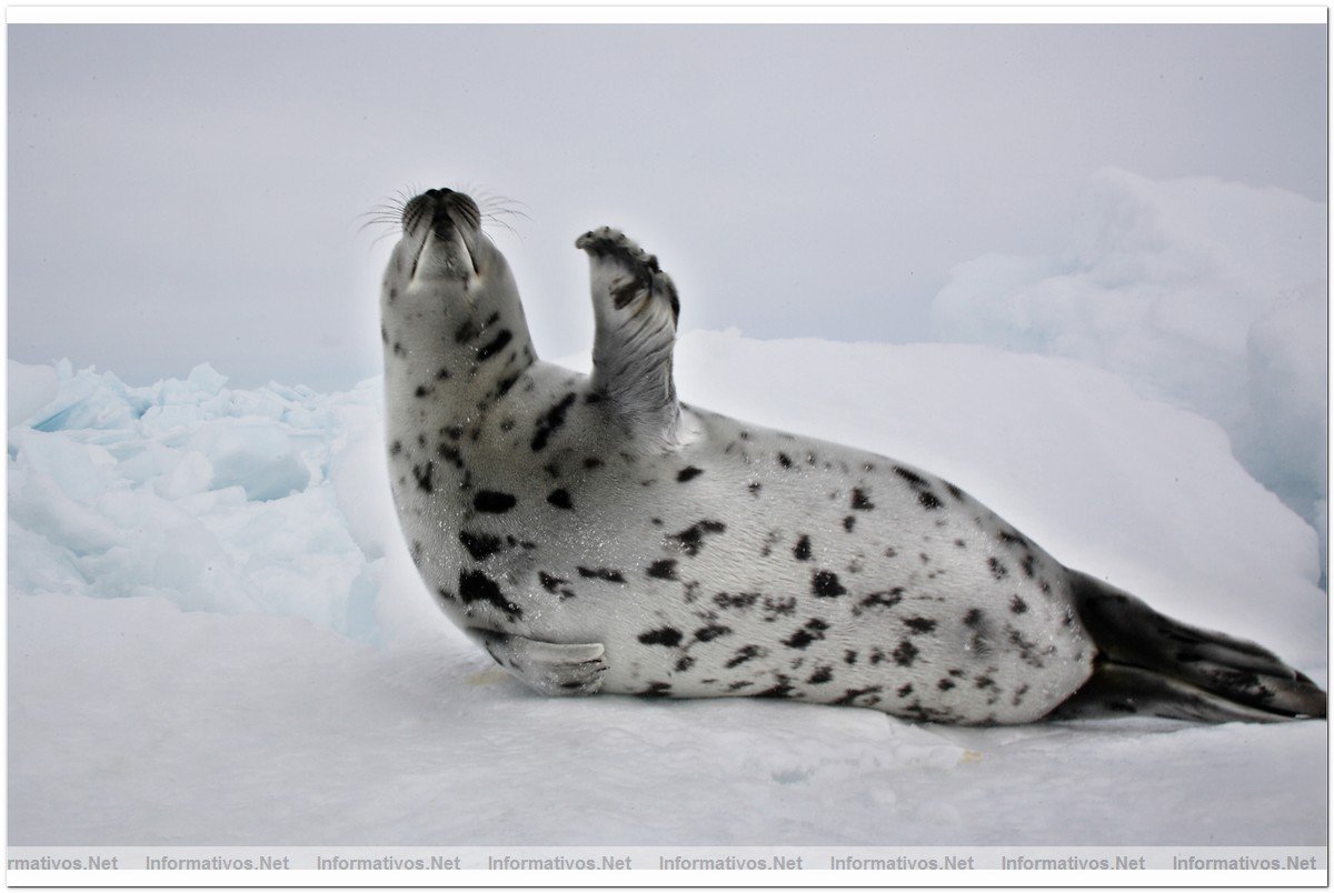 Fotografas de Focas beb, con slo dos semanas. Esa semana comenzaba su caza por pescadores canadienses.