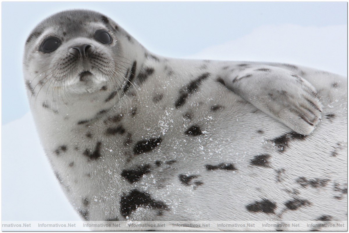 Fotografas de Focas beb, con slo dos semanas. Esa semana comenzaba su caza por pescadores canadienses.