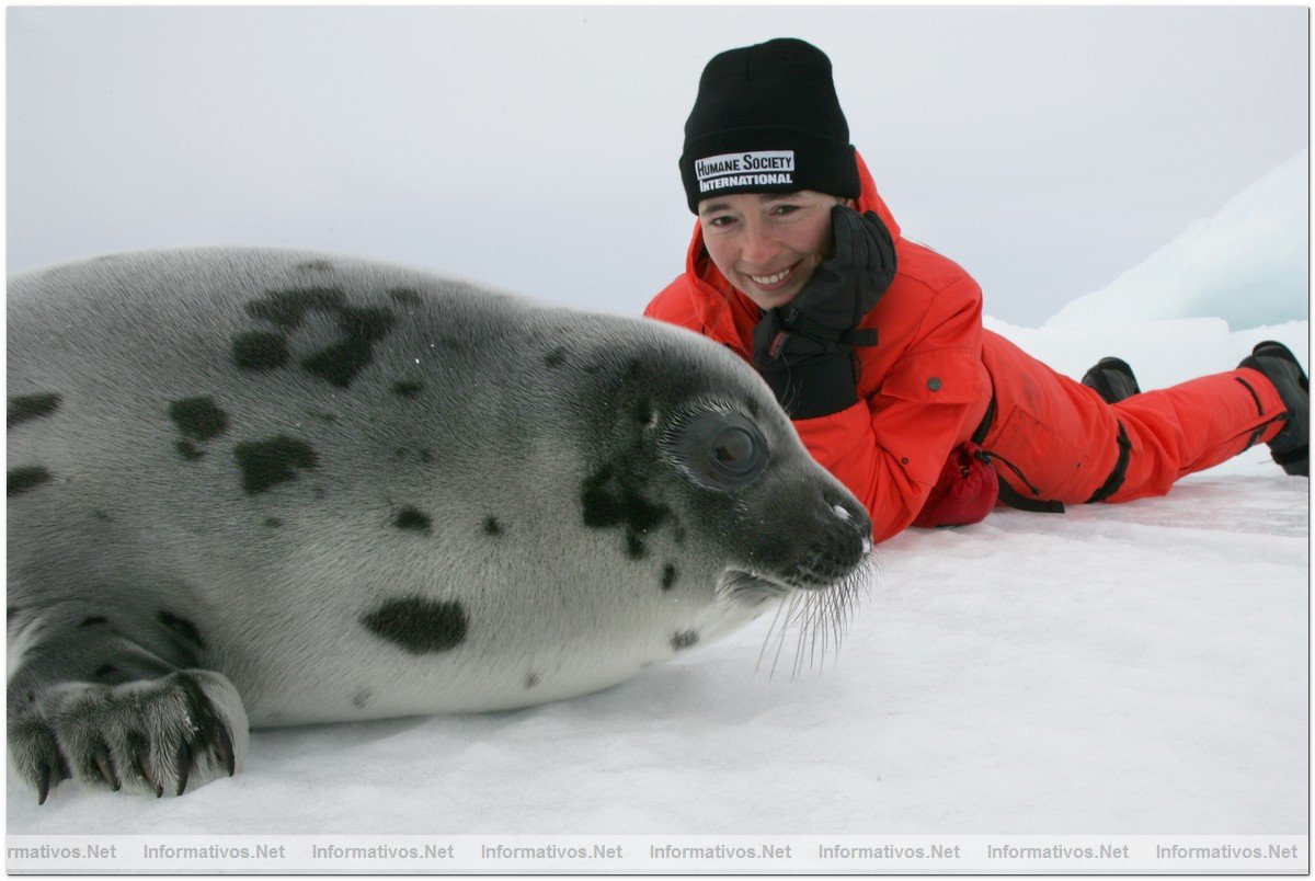 Fotografas de Focas beb, con slo dos semanas. Esa semana comenzaba su caza por pescadores canadienses.
