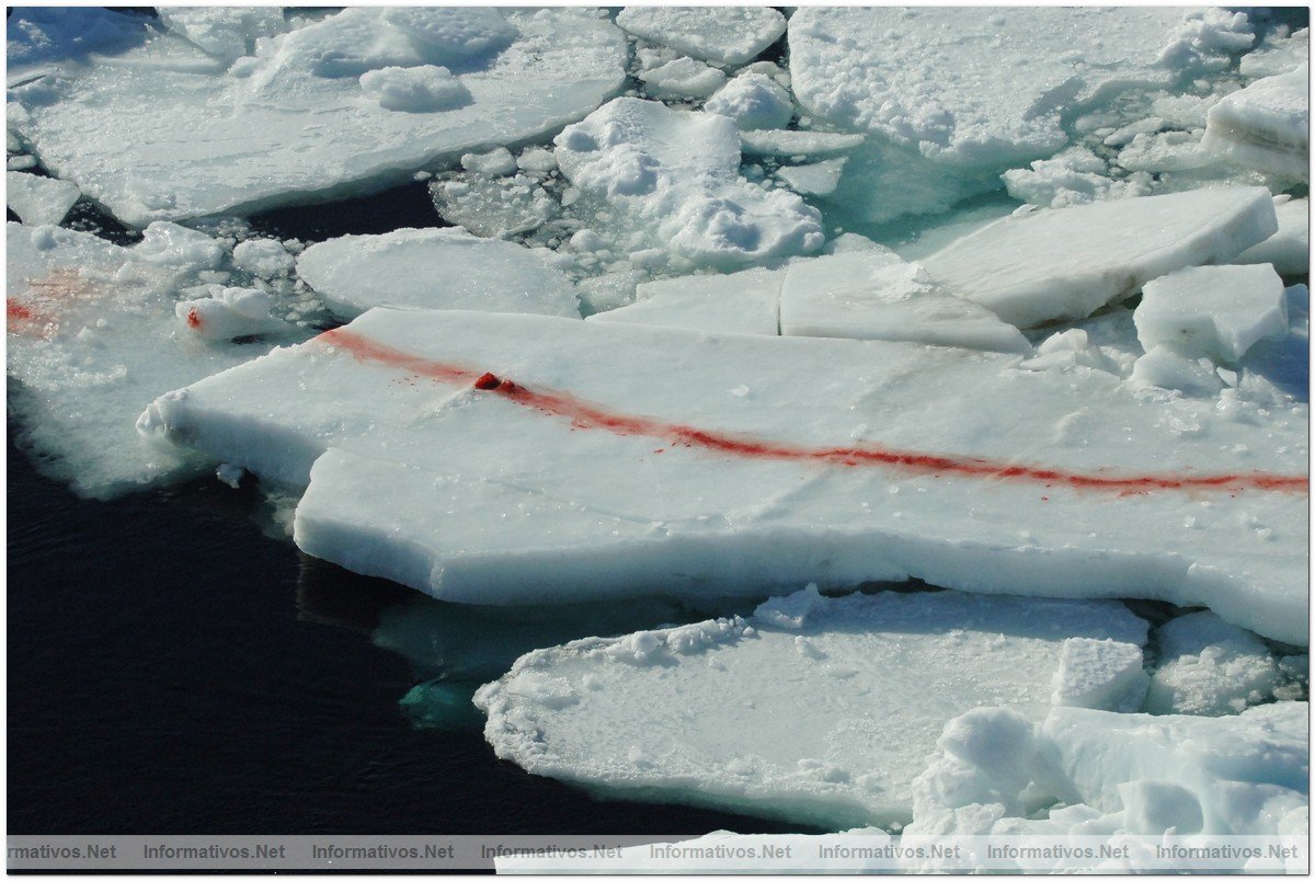 April 12, 2008:  Northern Gulf of St. Lawrence. Hunters kill baby seals during Canada's annual hunt for baby seal fur.