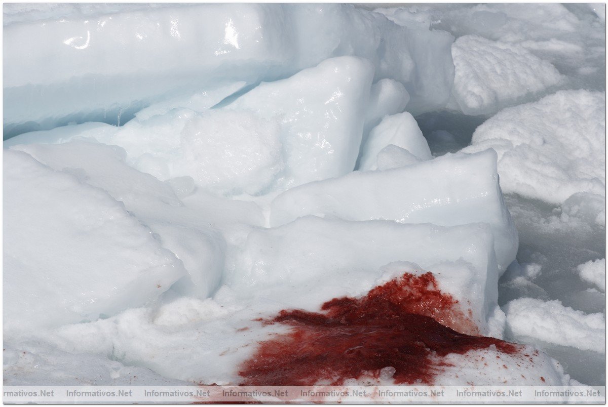 April 12, 2008:  Northern Gulf of St. Lawrence. Hunters kill baby seals during Canada's annual hunt for baby seal fur.