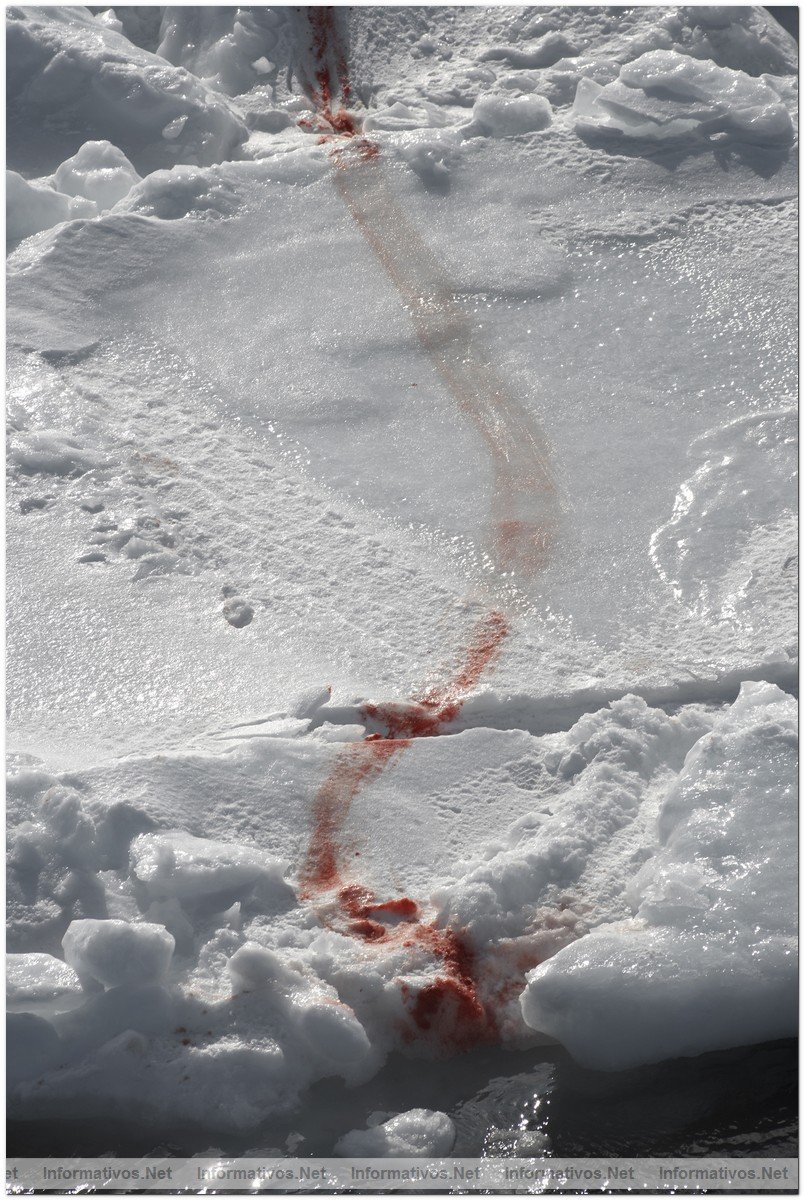 April 12, 2008:  Northern Gulf of St. Lawrence. Hunters kill baby seals during Canada's annual hunt for baby seal fur.