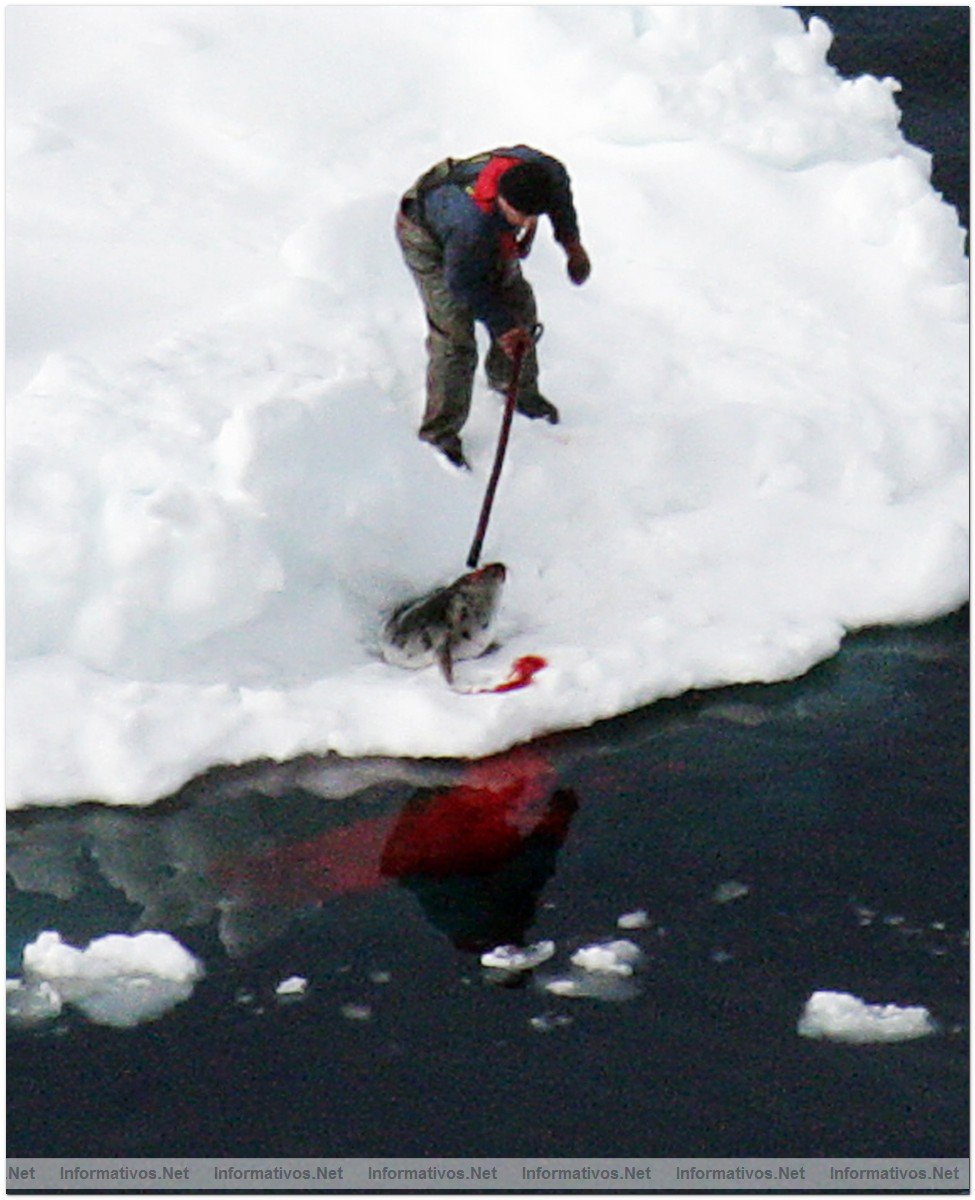 April 12, 2008:  Northern Gulf of St. Lawrence. Hunters kill baby seals during Canada's annual hunt for baby seal fur.