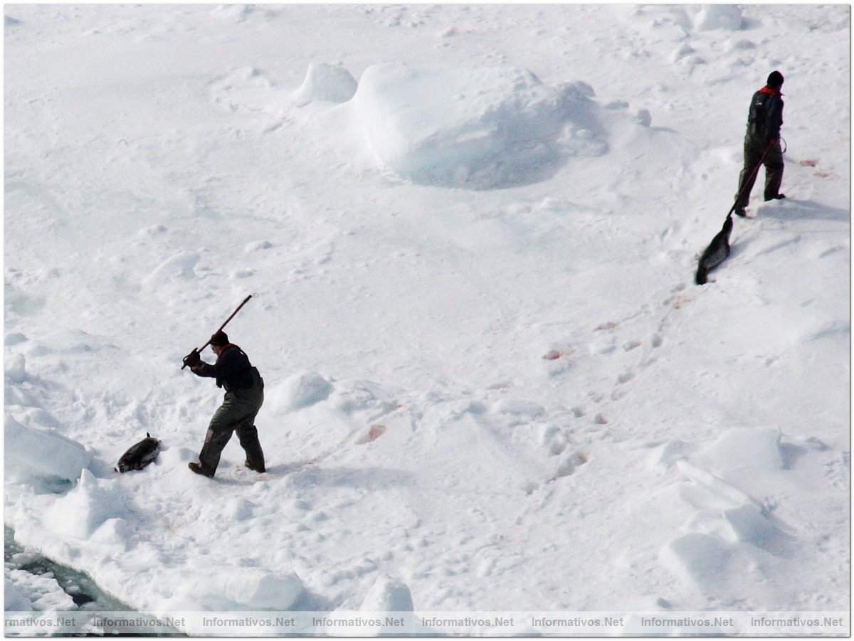 April 12, 2008:  Northern Gulf of St. Lawrence. Hunters kill baby seals during Canada's annual hunt for baby seal fur.