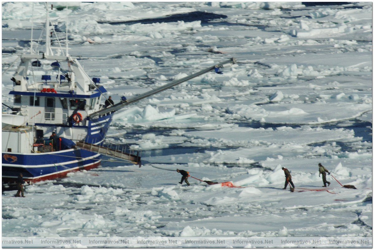 March 29, 2008: Sydney, Nova Scotia: A sealing vessel
