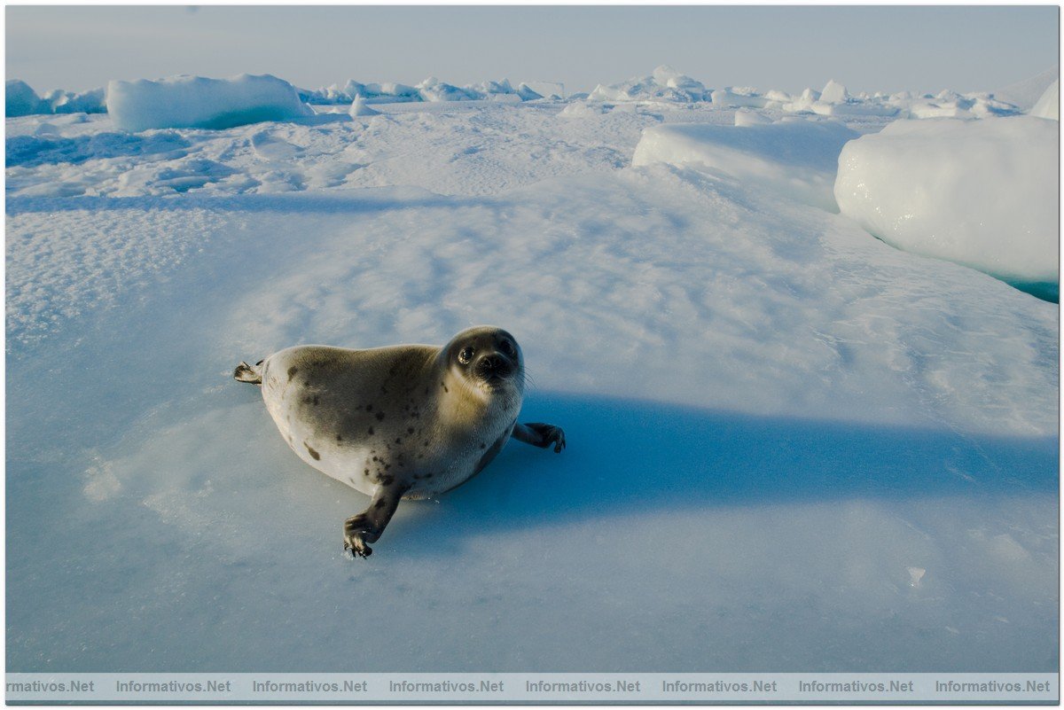 Fotografas de Focas beb, con slo dos semanas. Esa semana comenzaba su caza por pescadores canadienses.