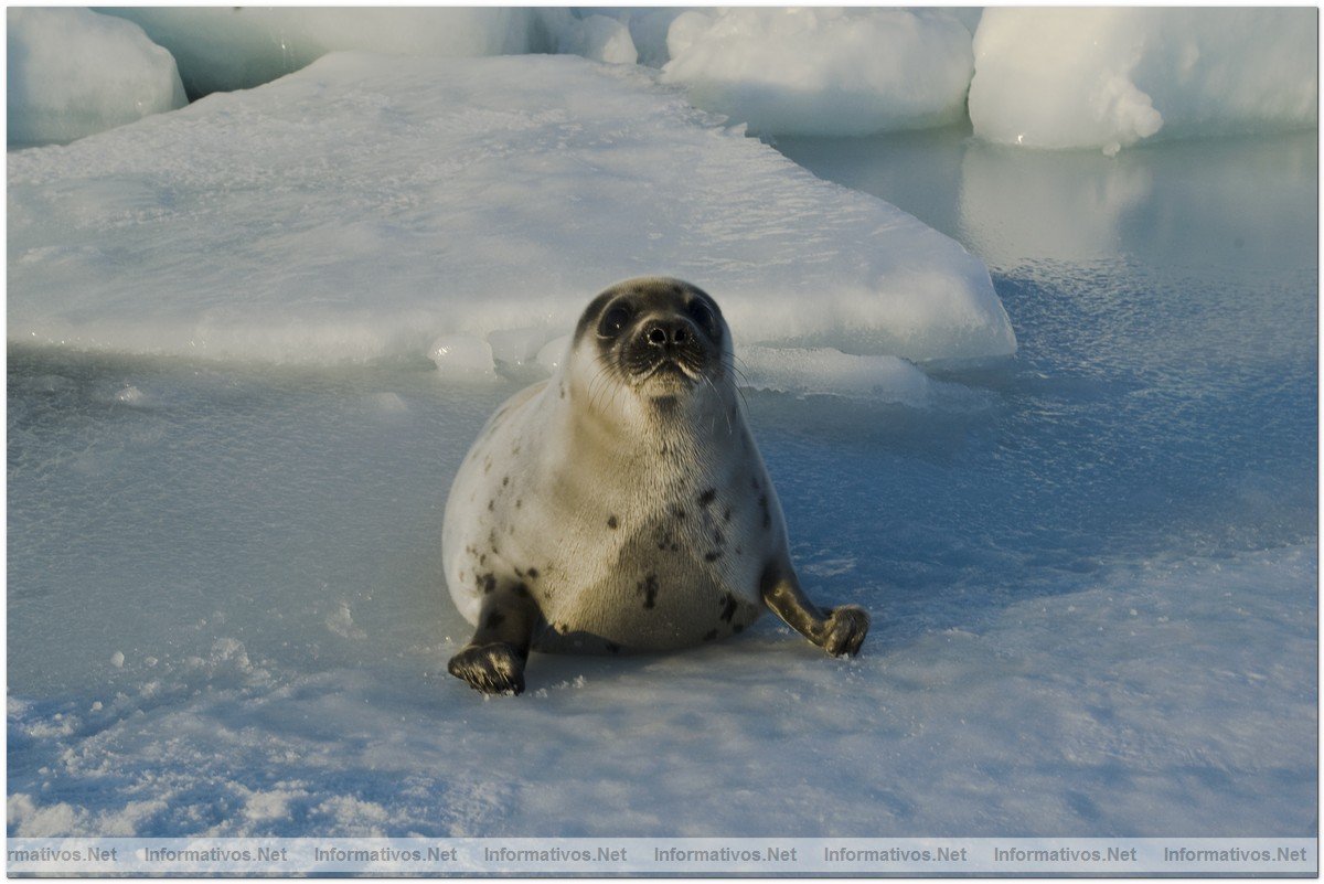 Fotografas de Focas beb, con slo dos semanas. Esa semana comenzaba su caza por pescadores canadienses.
