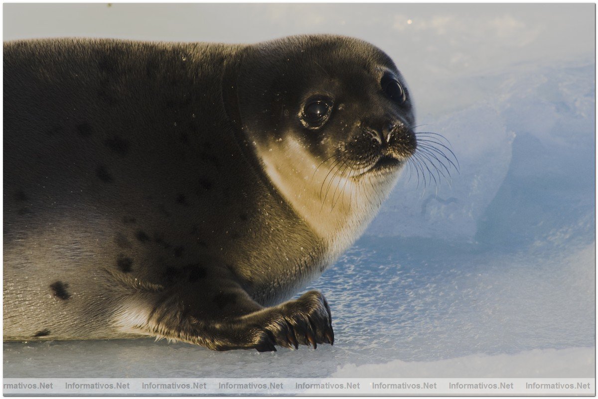 Fotografas de Focas beb, con slo dos semanas. Esa semana comenzaba su caza por pescadores canadienses.