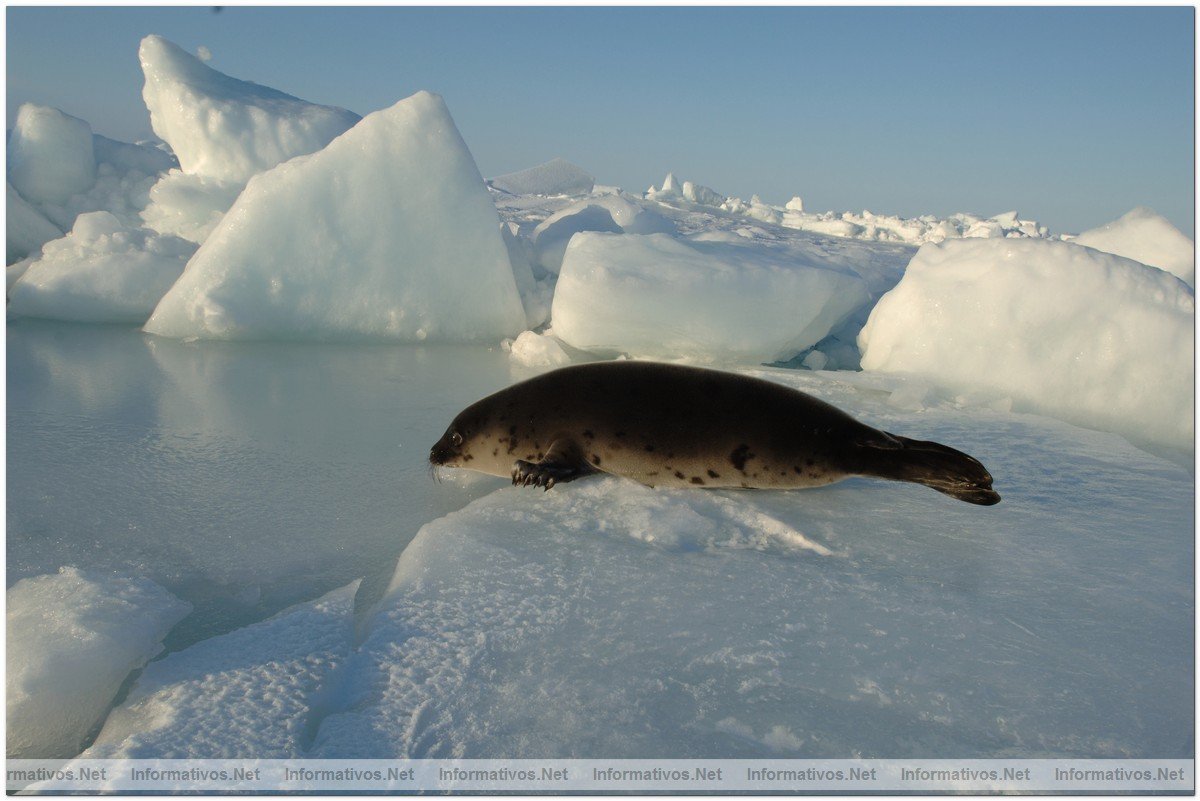Fotografas de Focas beb, con slo dos semanas. Esa semana comenzaba su caza por pescadores canadienses.