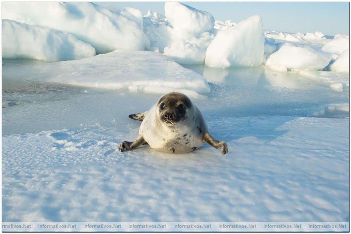Fotografas de Focas beb, con slo dos semanas. Esa semana comenzaba su caza por pescadores canadienses.