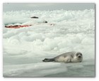 :: Pulse para Ampliar :: O3-24-09 Gulf of St. Lawrence, Canada. Live seal survived with dead baby seals