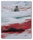 :: Pulse para Ampliar :: O3-24-09 Gulf of St. Lawrence, Canada. Live seal survived with dead baby seals