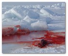 :: Pulse para Ampliar :: O3-24-09 Gulf of St. Lawrence, Canada. Dead skinned seal caucus left on ice