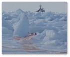 :: Pulse para Ampliar :: O3-24-09 Gulf of St. Lawrence, Canada. Death on ice.