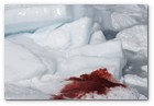 :: Pulse para Ampliar :: April 12, 2008:  Northern Gulf of St. Lawrence. Hunters kill baby seals during Canada's annual hunt for baby seal fur.