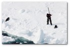 :: Pulse para Ampliar :: April 12, 2008:  Northern Gulf of St. Lawrence. Hunters kill baby seals during Canada's annual hunt for baby seal fur.