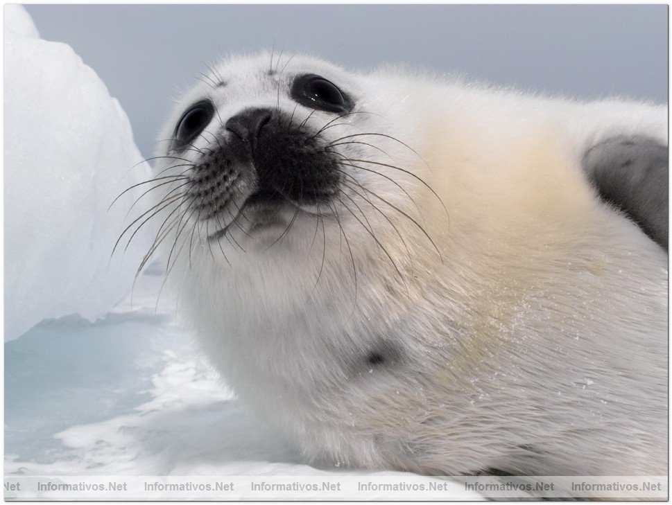 Fotografas de Focas beb, con slo dos semanas. Esa semana comenzaba su caza por pescadores canadienses.
