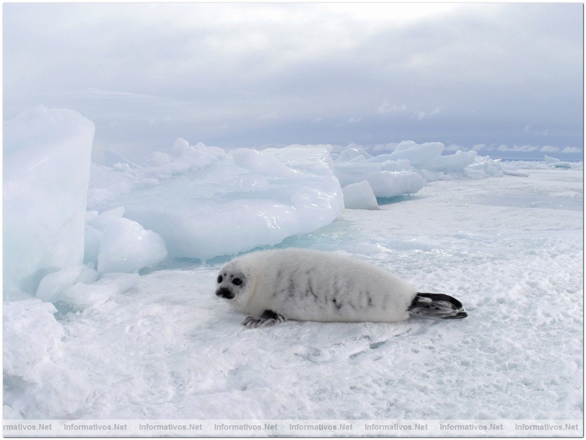 Fotografas de Focas beb, con slo dos semanas. Esa semana comenzaba su caza por pescadores canadienses.